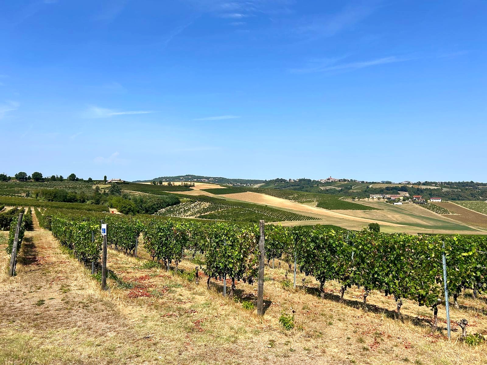 Vineyards and hills of Monferrato